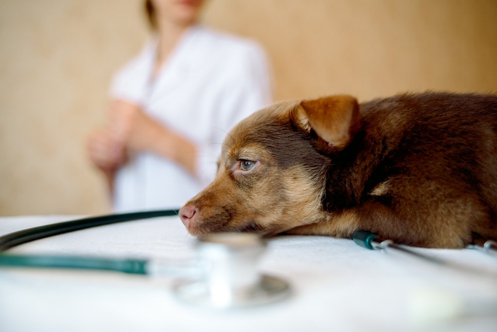 Perro en consulta veterinaria